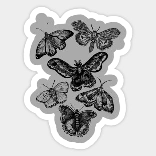 The Moths & Butterflies Sticker